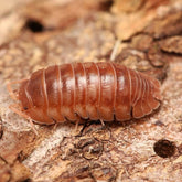 Armadillidium nasatum “Cumming”